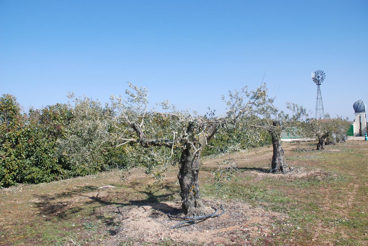 Casa Rural Teso De La Encina Villamor de los Escuderos Dış mekan fotoğraf